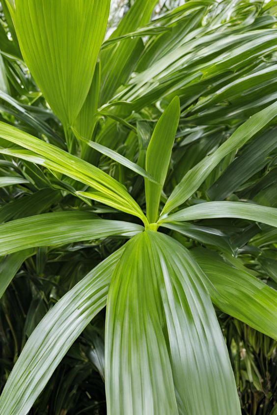Broadleaf Lady Palm (Rhapis excelsa)