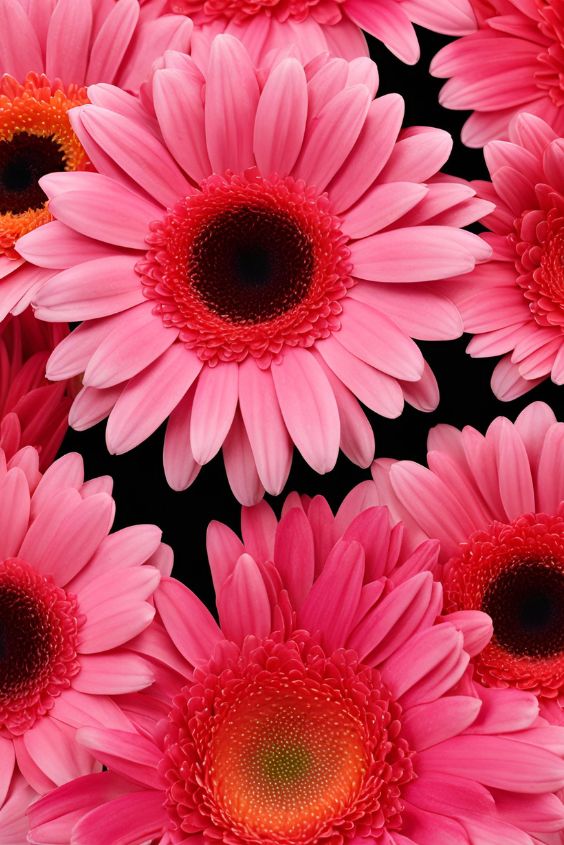 Gerbera Daisy (Gerbera jamesonii)